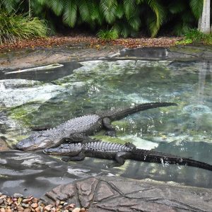 Due coccodrilli nell'Australia Zoo, fondato dai genitori di Steve Irwin