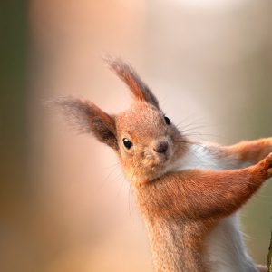 Una catastrofe ambientale per la flora e la fauna siberiana