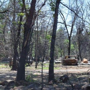 Alberi e auto dopo l'incendio di Camp Fire del 2018 a Paradise, California