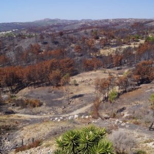 Il bosco bruciato nell'isola di Rodi, in Grecia, nel